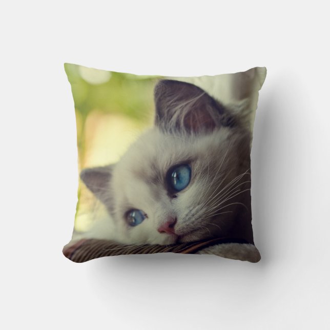 Coussin Chaton de Ragdoll (Recto)