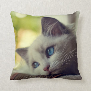 Coussin Chaton de Ragdoll