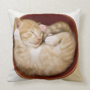 Coussin Chaton de sommeil