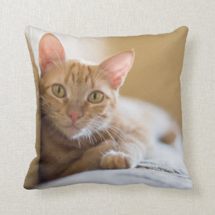 Coussin Chaton se trouvant sur le divan