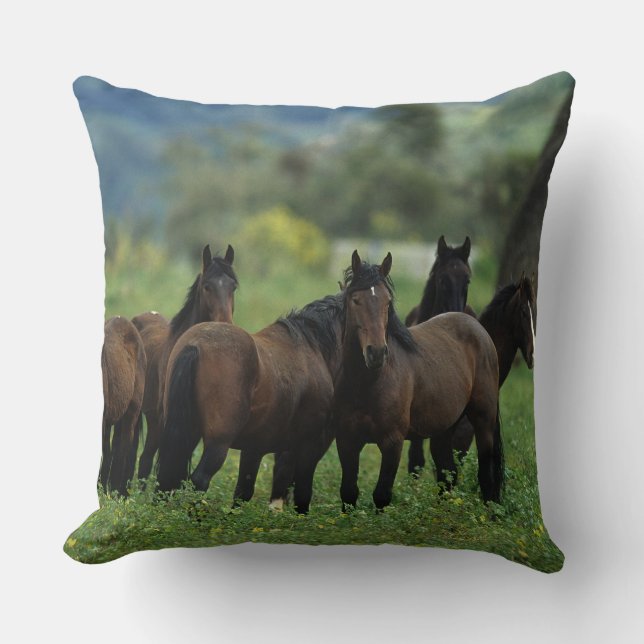 Coussin Chevaux sauvages 3 de mustang (Recto)