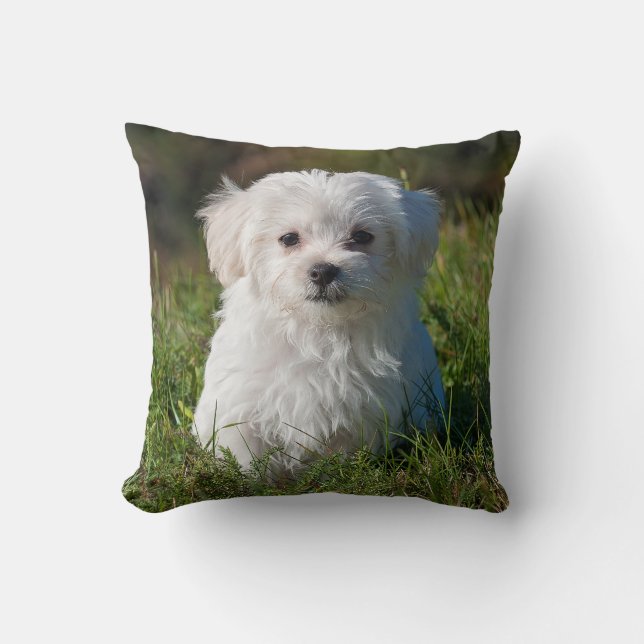 Coussin Chien de chiot maltais blanc farci (Recto)
