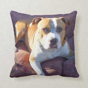 Coussin Chien de terrier de Pitbull