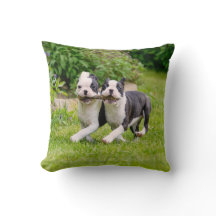 Chiens chiots de la mignonne Boston Terrier jouant