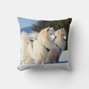 Coussin Chiens Samoyés dans la neige