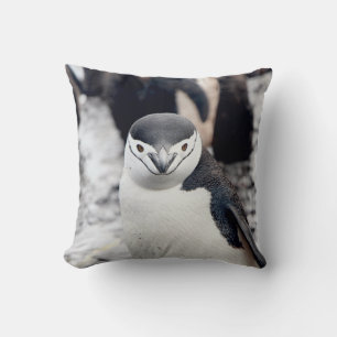 COUSSIN CHINSTRAP PENGUIN