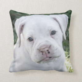 Coussin Chiot blanc de boxeur - photo faite sur commande