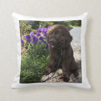 Coussin Chiot Brown de chien de Terre-Neuve