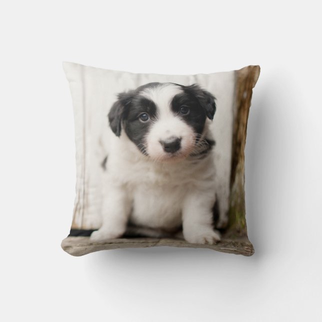 Coussin Chiot de border collie (Recto)
