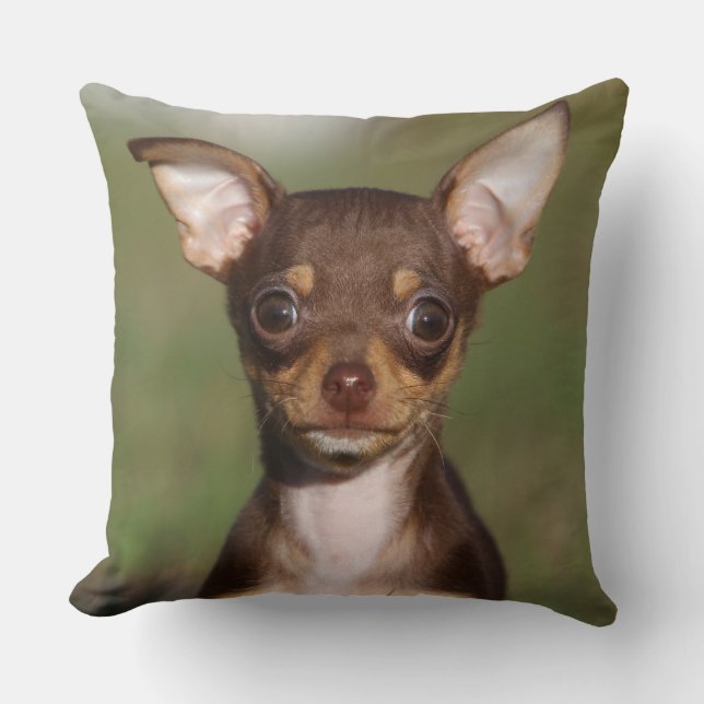 Coussin Chiot de chiwawa regardant l'appareil-photo (Recto)