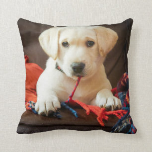 Coussin Chiot des images   de Getty sur un sofa