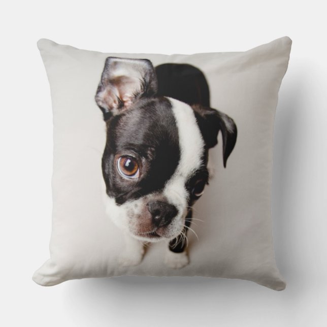 Coussin Chiot Edison Boston Terrier. (Recto)