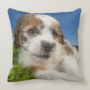 Coussin Chiot mignon (Shitzu)