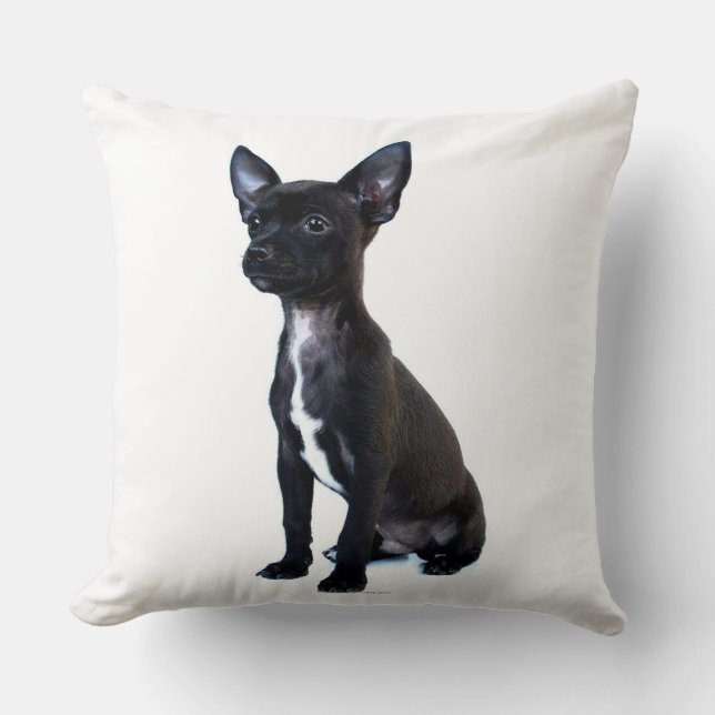 Coussin Chiot noir de chiwawa (Recto)