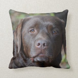 Coussin Chocolat adorable labrador retriever