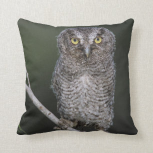 Coussin Chouette à cris de l'Est, Megascops asio, Otus 2