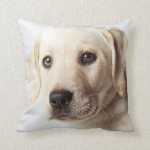 Coussin Closeuse de la coqueliche du Labrador