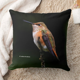 Coussin Colibri roux mignon sur arbre fruitier