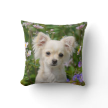 Crème fine Chihuahua Chien Chiot Puppy Photo -