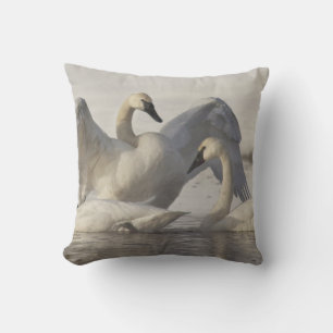 Coussin Cygnes trompette dans la rivière Madison en hiver