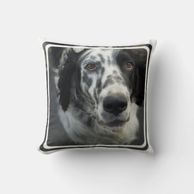 Coussin de chien de poseur anglais (Recto)