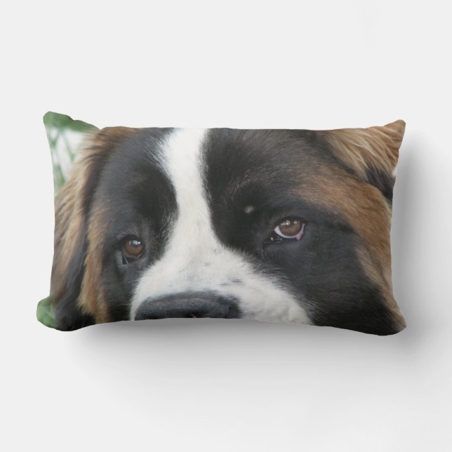 Coussin de chiots de St Bernard (Recto)