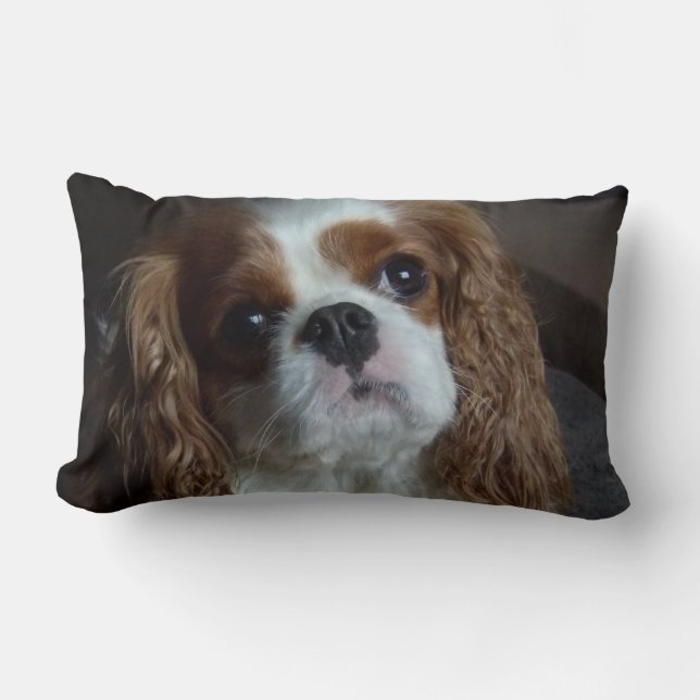 coussin de coussin Cavalier King Charles Spaniel (Recto)