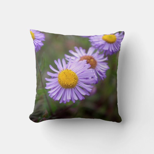 Coussin de fleur de marguerite d'Aspen Fleabane (Recto)