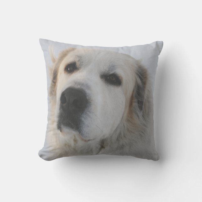 Coussin de Grands Pyrénées (Recto)