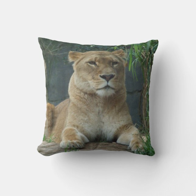 Coussin de lionne (Recto)