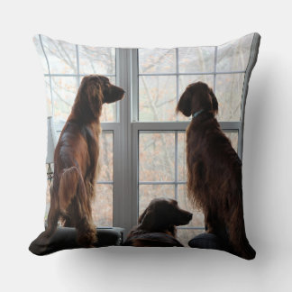 Coussin de Setter irlandais