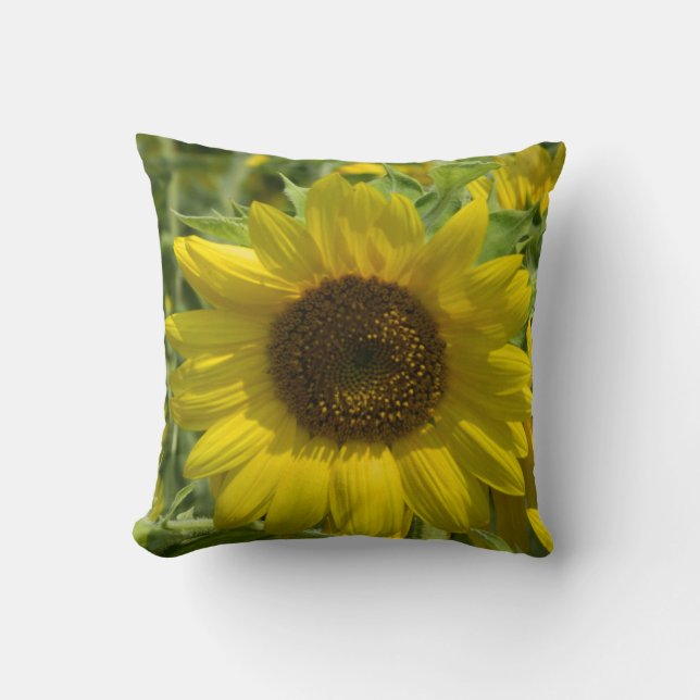 Coussin de tournesol d'or (Recto)