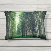Belle forêt de bouleaux