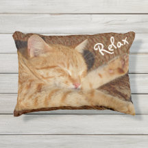 Chat de détente