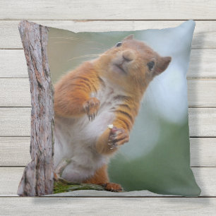 Coussin D'extérieur Écureuil rouge sauvage dans la photo écossaise d