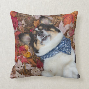 Coussin Drôle, mignon, regard de corgi