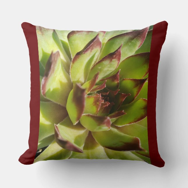 Coussin Echeveria Agavoides (Recto)