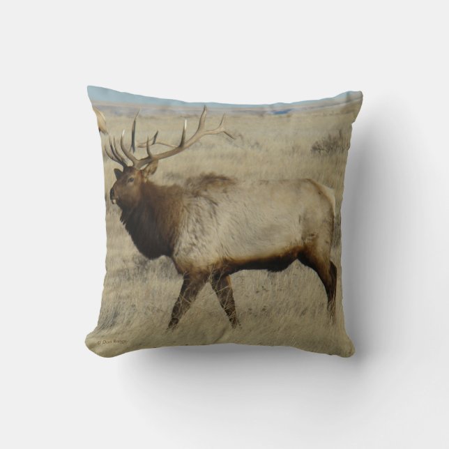 Coussin Élan mâle E55 (Recto)