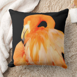 Coussin Elégant Flamant rose échassier oiseau en été solei