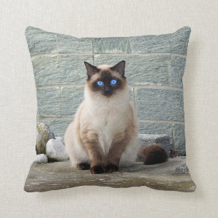 Coussin Élégante photo de chat siamois