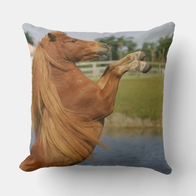 Coussin Élevage miniature de cheval (Recto)