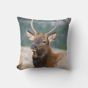 COUSSIN ELK IN ROCKY MOUNTAIN NATIONAL PARK - ELK HERDS GR