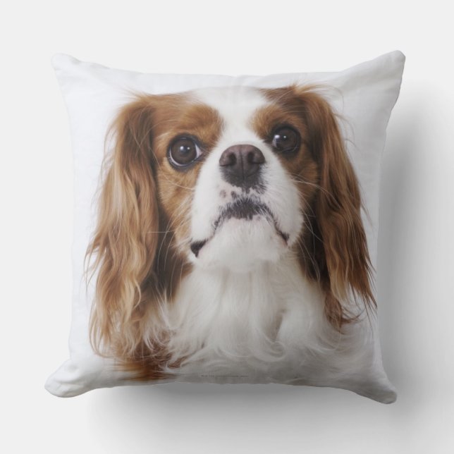 Coussin Épagneul cavalier du Roi Charles se reposant dans (Recto)
