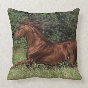 Coussin Étalon arabe fonctionnant dans l'herbe
