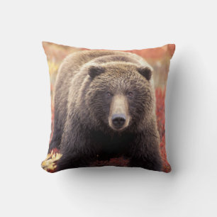 Coussin États-Unis, Alaska, Denali NP, femelle Grizzly Bea