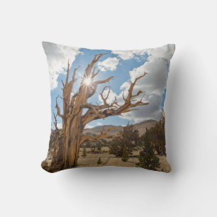 Coussin États-Unis, Californie, Forêt nationale d'Inyo 6