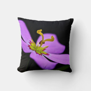 Coussin États-Unis, Floride, Big Cypress National Preserve