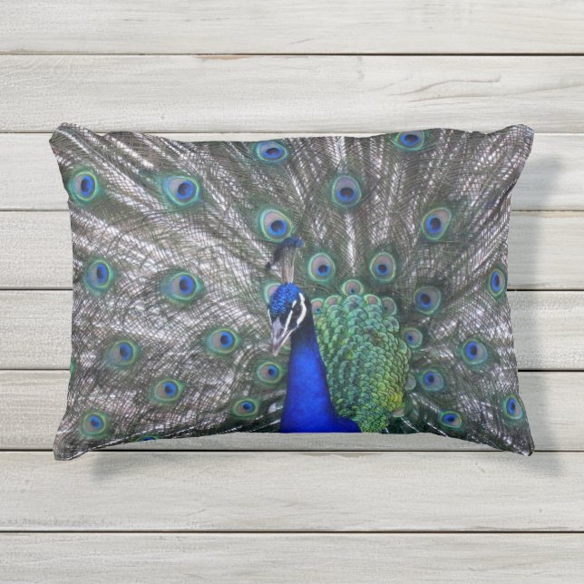 Coussin extérieur d'accent de paon fier (Devant)