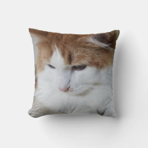 Coussin (Feline Fancy) Contemplation Kitty : Photo Cat