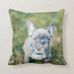Coussin Fermeture d'un chien de taureau français